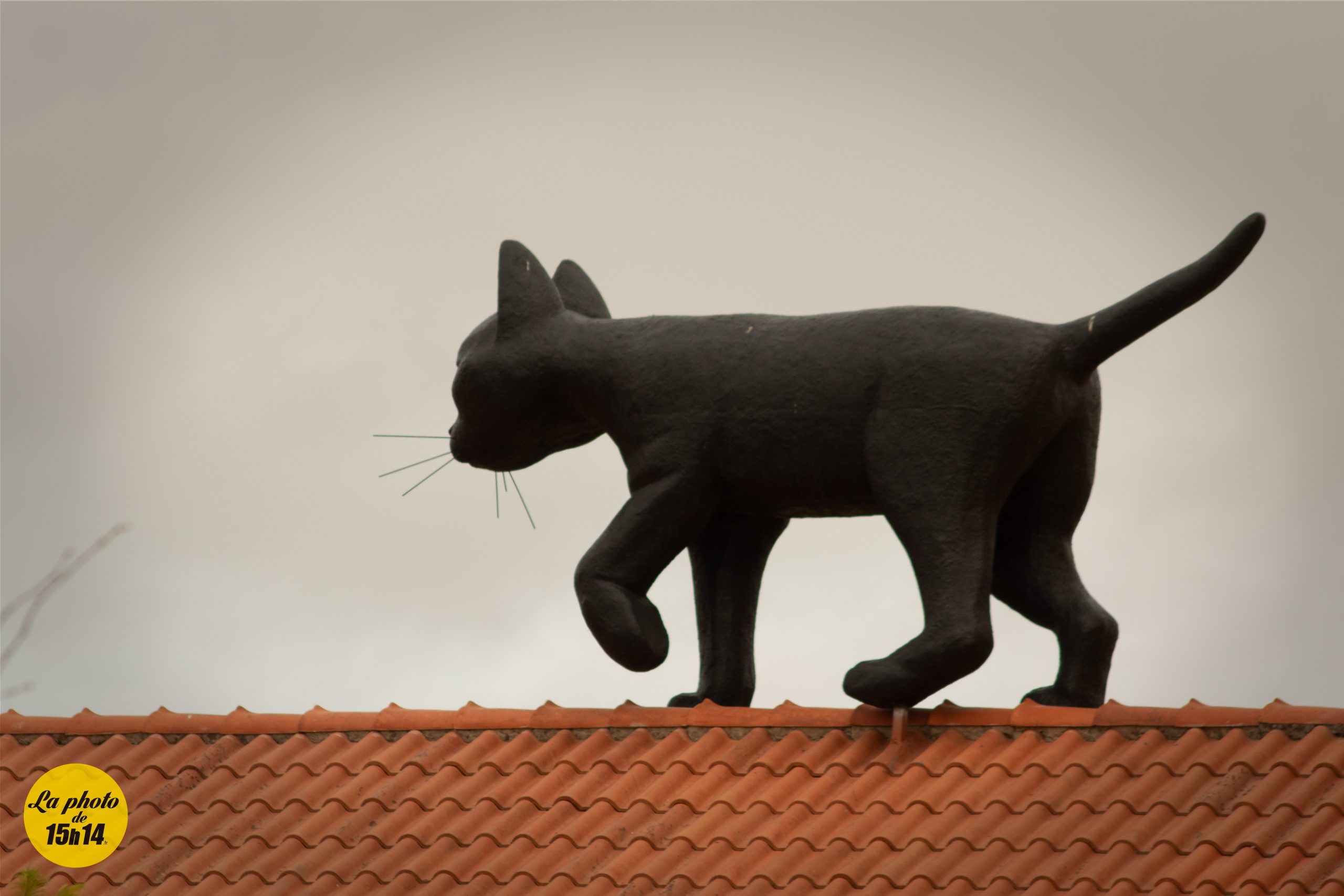 🐈⬛ Le chat sur le toit de Setúbal