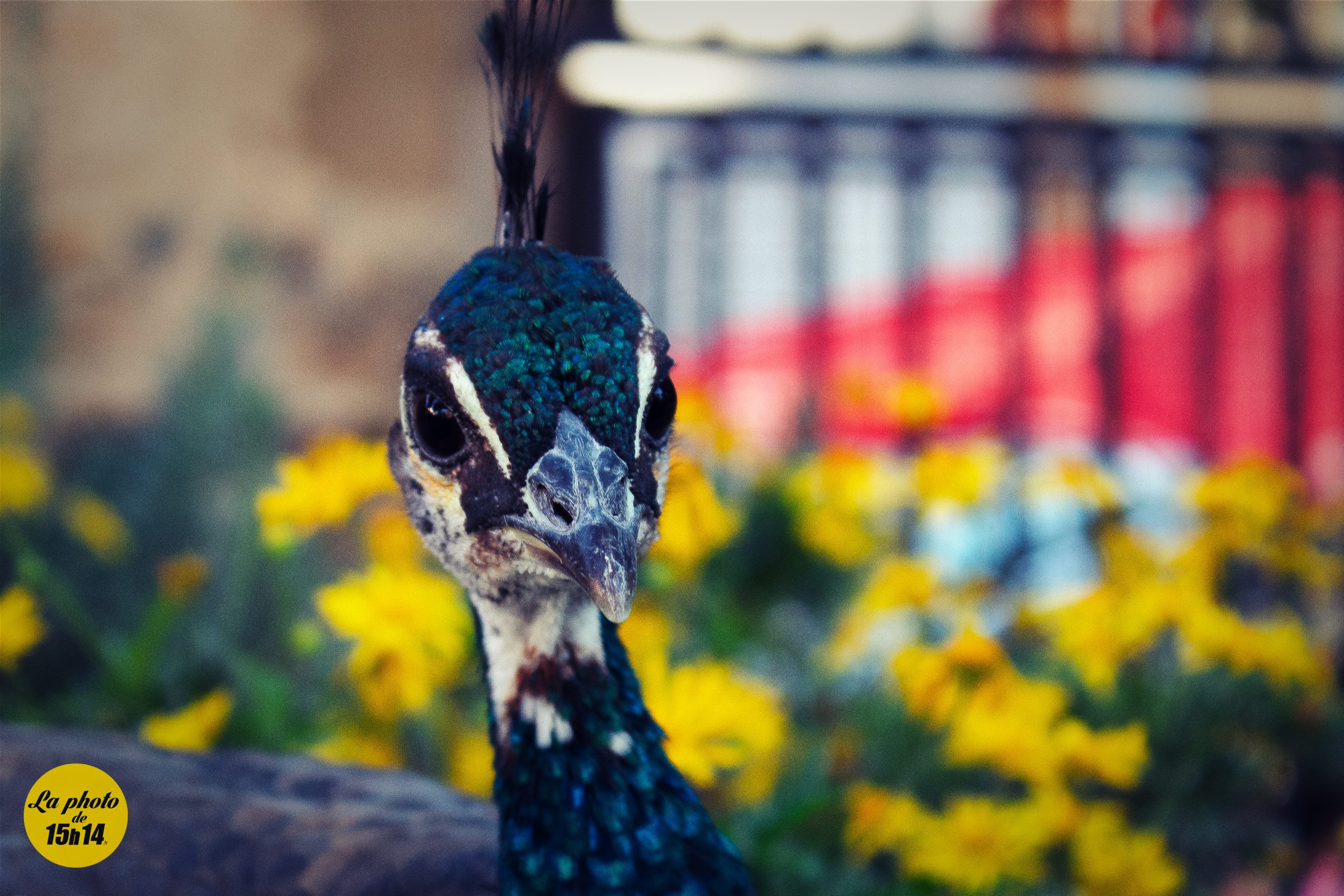 Le paon du château São Jorge, Lisbonne