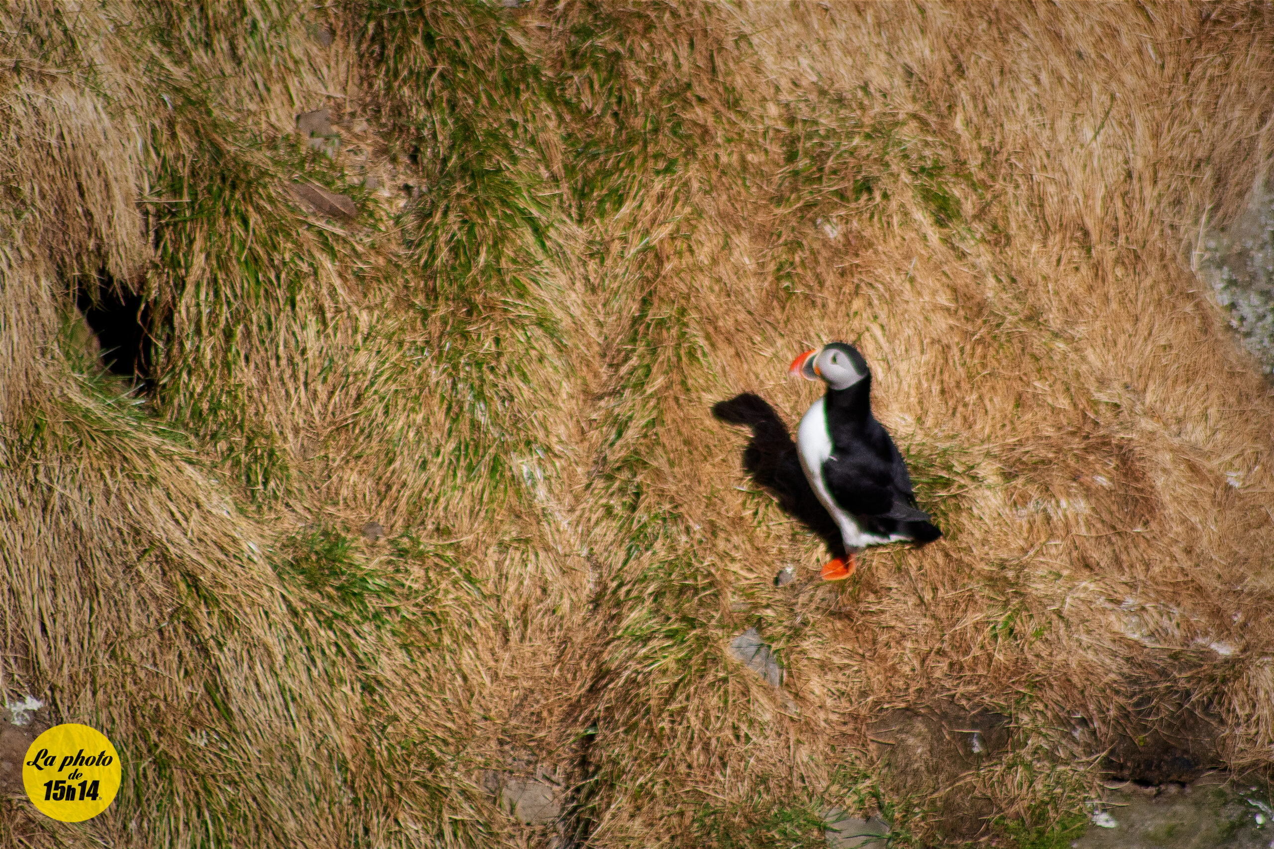 Macareux en Islande