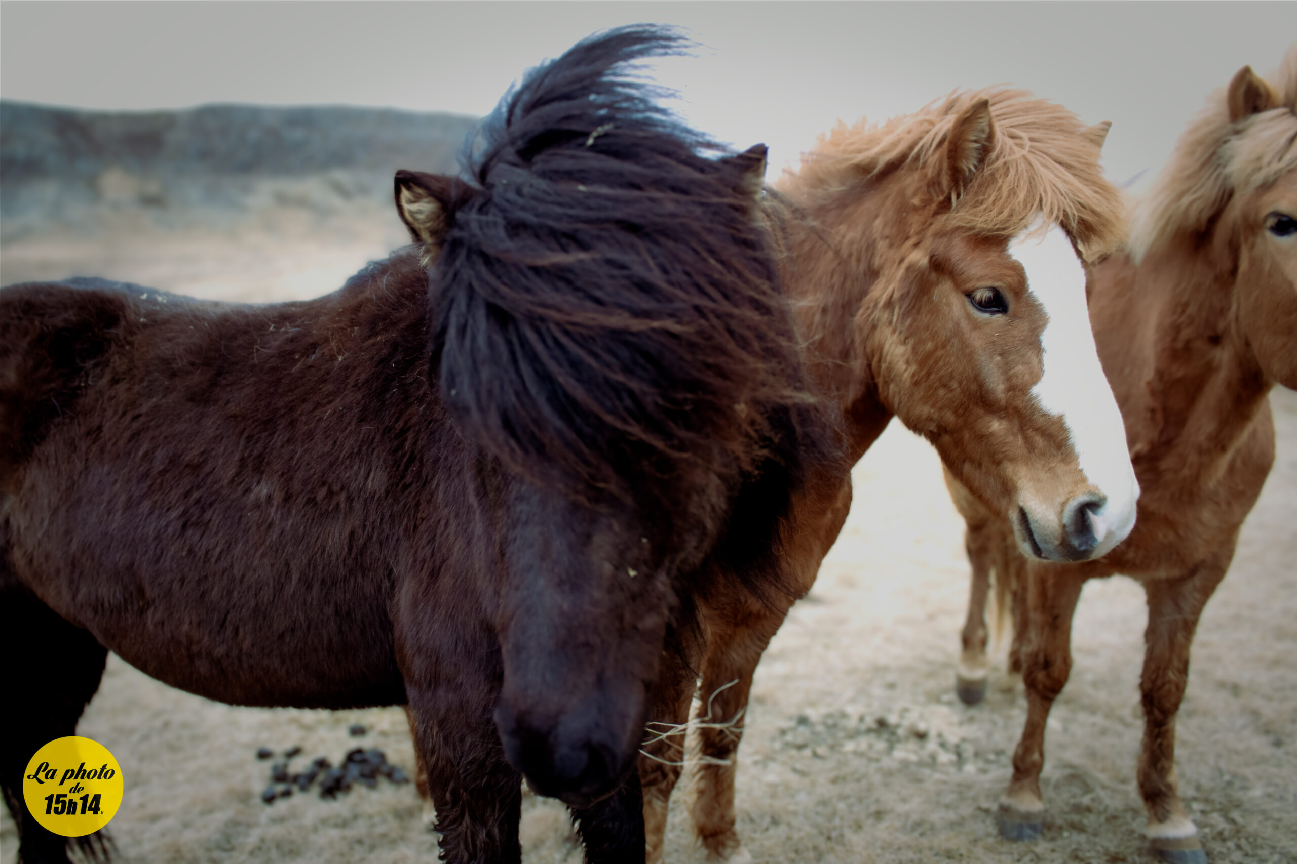 Islande : le secret des chevaux qui bravent le vent depuis mille ans